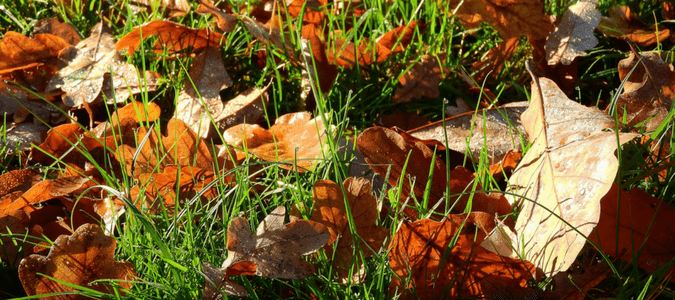 Mulching oak leaves on lawn