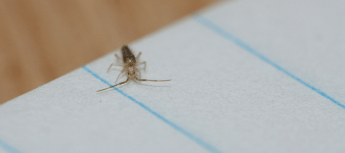 Springtails in pool