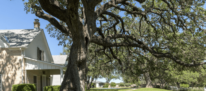 Texas Native Trees