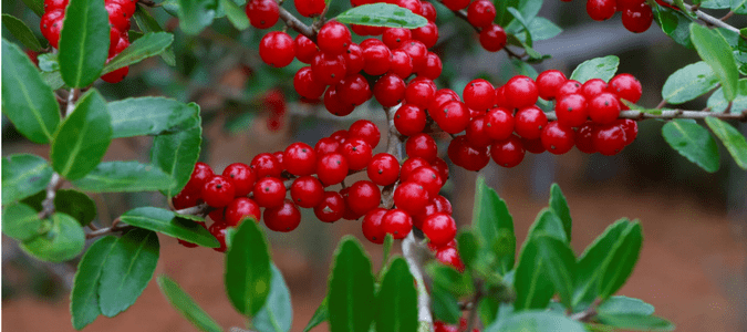 Texas evergreen trees