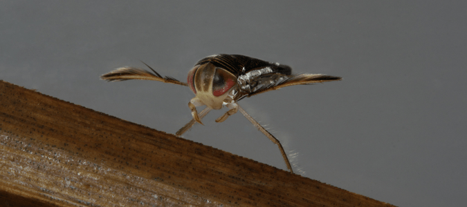 Water boatmen bugs