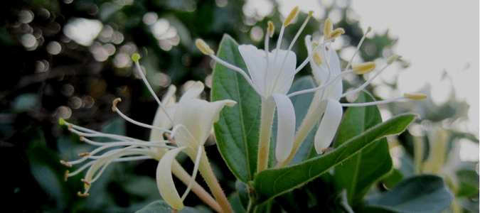 What flowers are hummingbirds attracted to