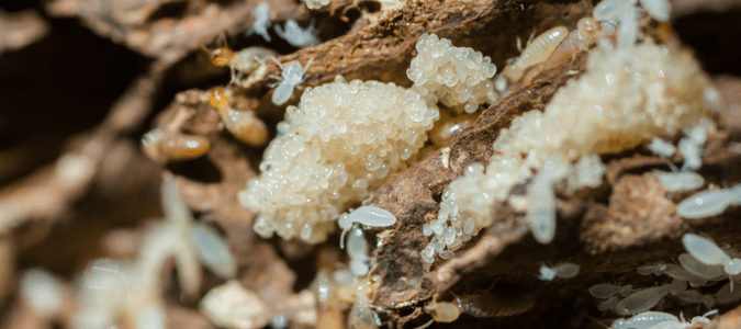 what do baby termites look like