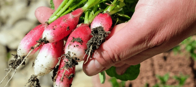 Central Texas vegetable gardening