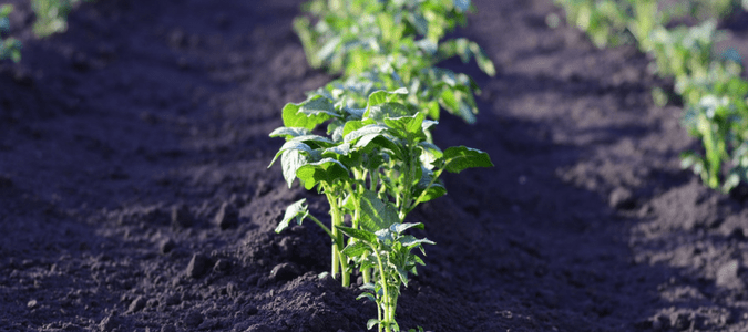 Gardening in Texas for beginners