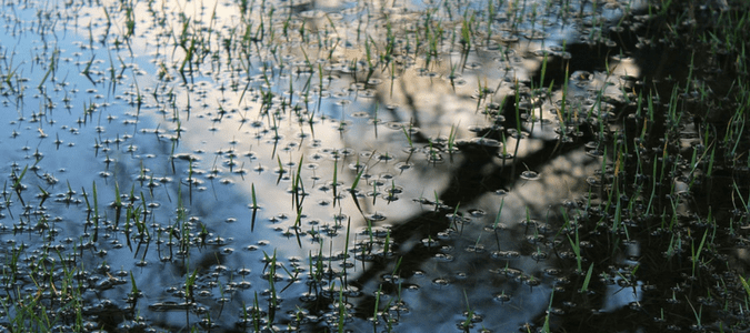 How to fix water pooling in yard