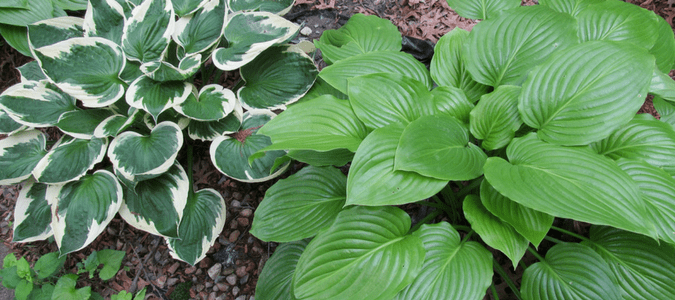 How to keep deer from eating hostas