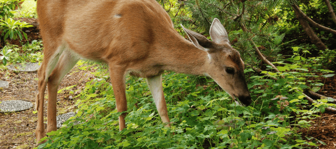 How to keep deer out of garden