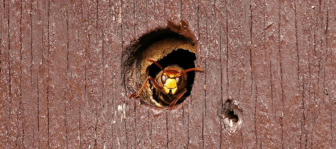 How to keep wasps from building nests