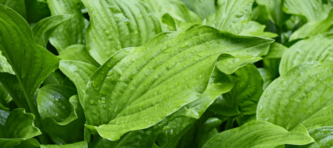 Standing Water in Yard After Rain