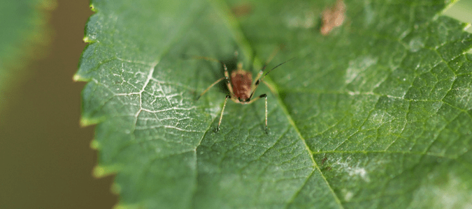 Thrips in pool