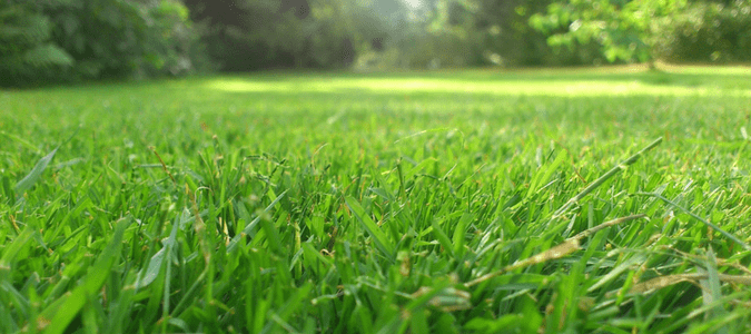 When to start mowing lawn