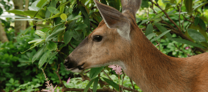 how to keep deer away from trees