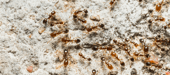 pharaoh ants Florida