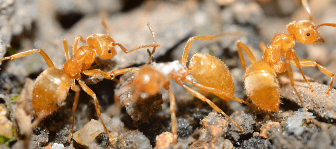 yellow ants