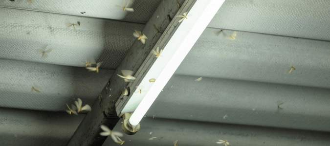 Flying termites swarm