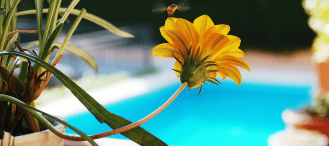 How to keep bees out of pool