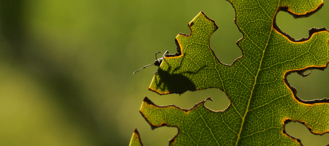 Black vine weevil damage