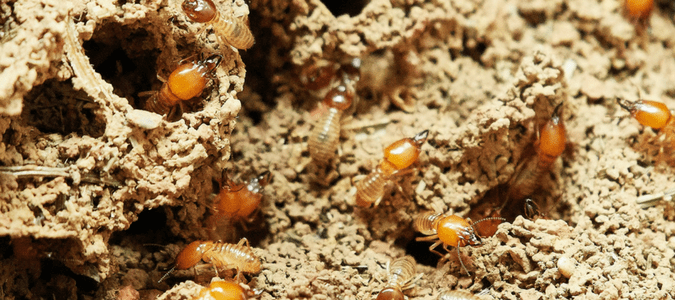 What do termites look like to the human eye