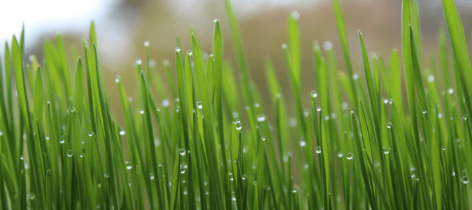 When to start watering lawn