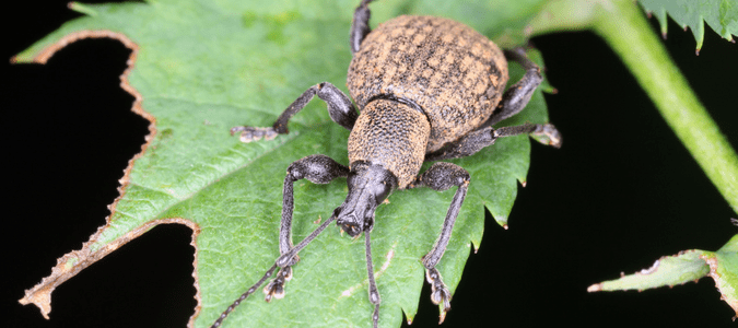 black vine weevil