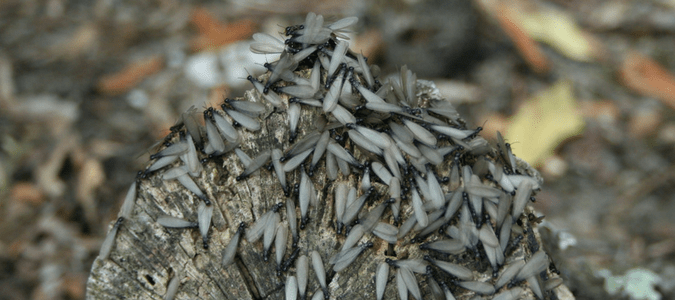 how long do termites swarm