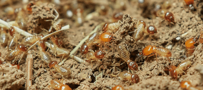 termite swarm outside of house