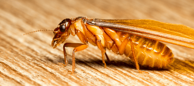 when do termites swarm