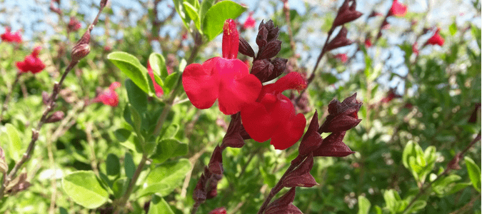 Best flowers to plant in Texas