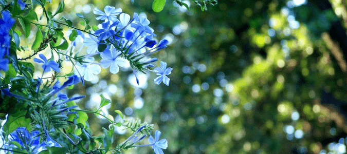 Best time to water plants in hot weather