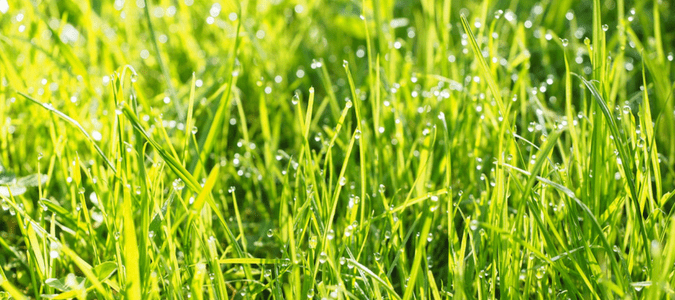 How often to water lawn in summer