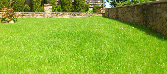 How to keep grass green in hot weather