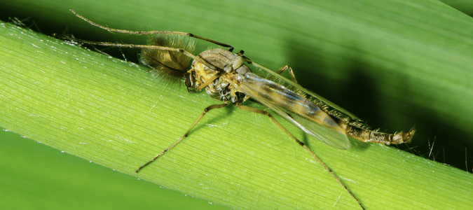 Midges in Florida