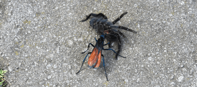 Tarantula hawk vs tarantula