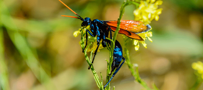 Tarantula hawk