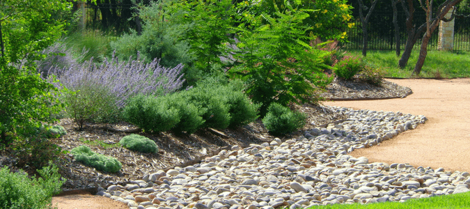 Texas landscaping plants