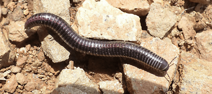 Texas millipede