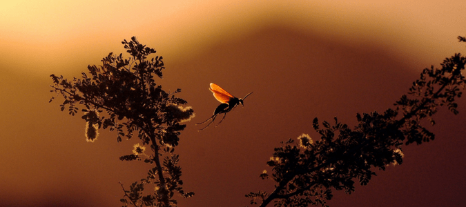 Where does the tarantula hawk wasp live