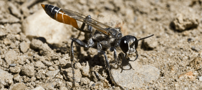 digger wasp