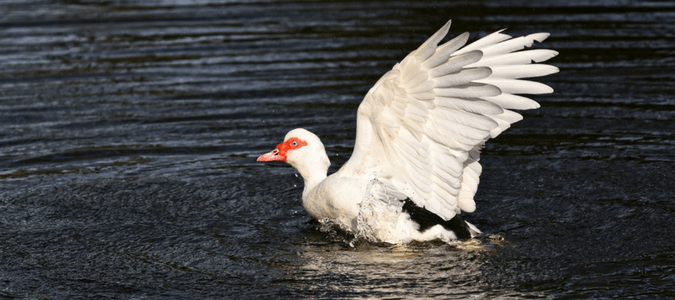 Can muscovy ducks fly