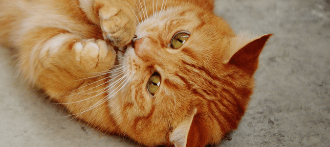 Cats eat roaches