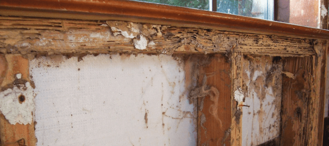 Concrete termites