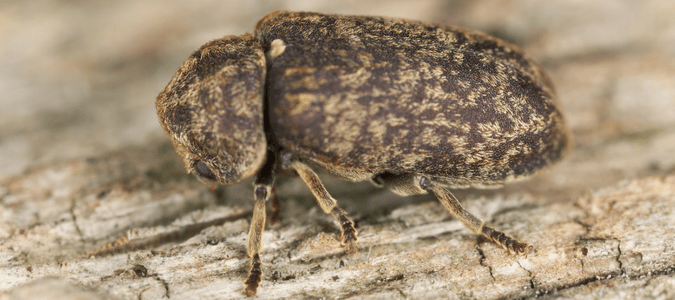 Deathwatch beetle