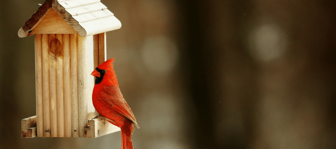 Do birds eat roaches
