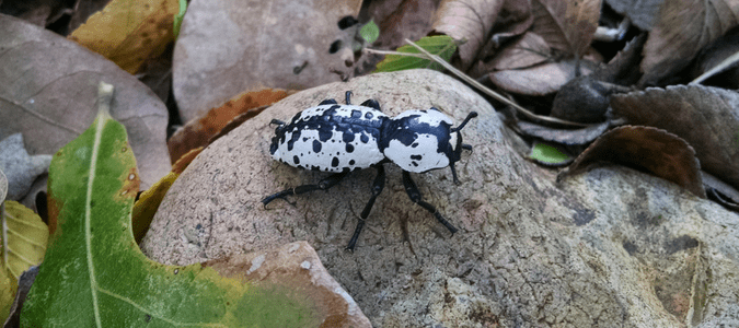 Ironclad beetle