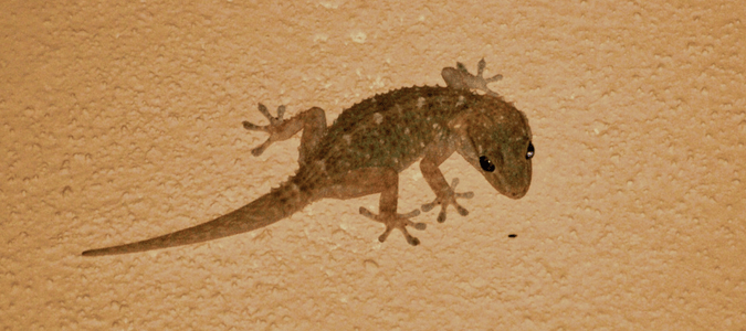 Lizards that eat roaches