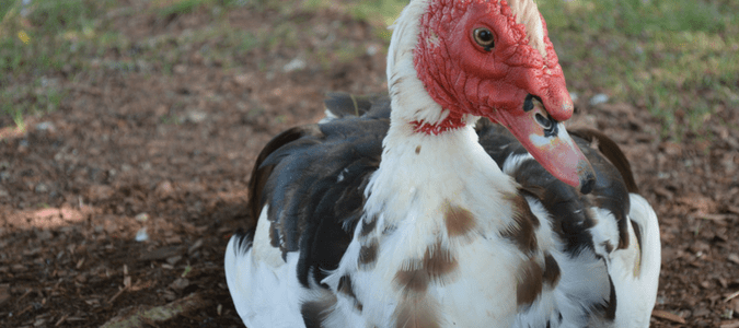 Muscovy ducks