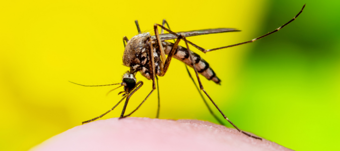 Mosquito sucking blood with vibrant background