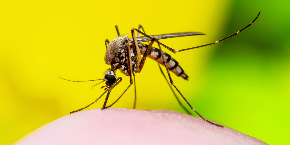 Mosquito sucking blood with vibrant background