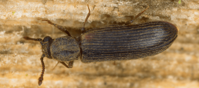 Wood boring beetles identification